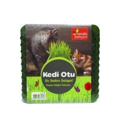 Meraklı Bahçeci Kedi Otu